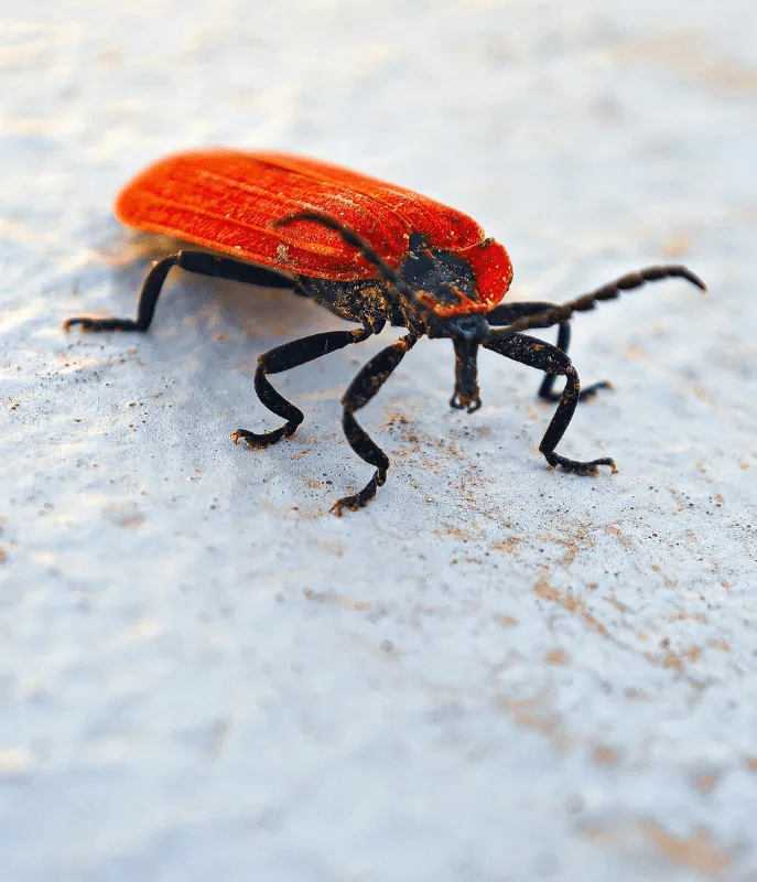 Bed Bug Control