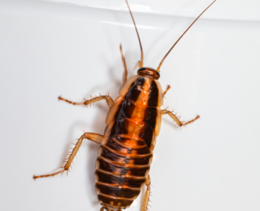Cockroach Control