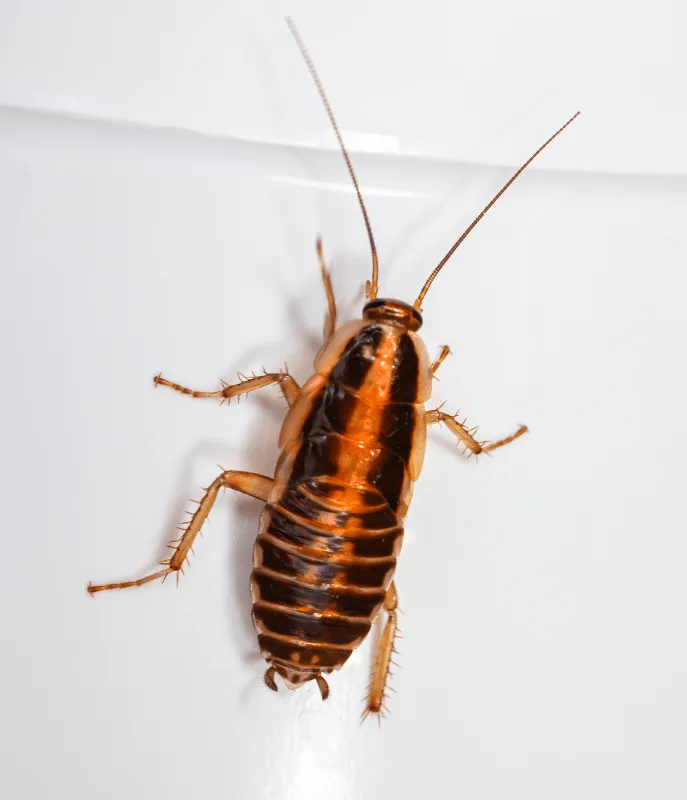 Cockroach Control