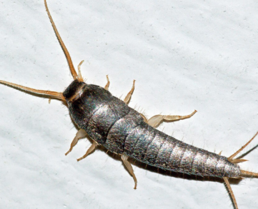 Silverfish Control
