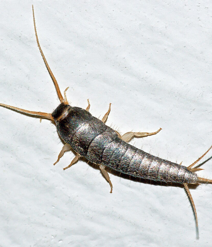 Silverfish Control