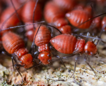 Termite Control