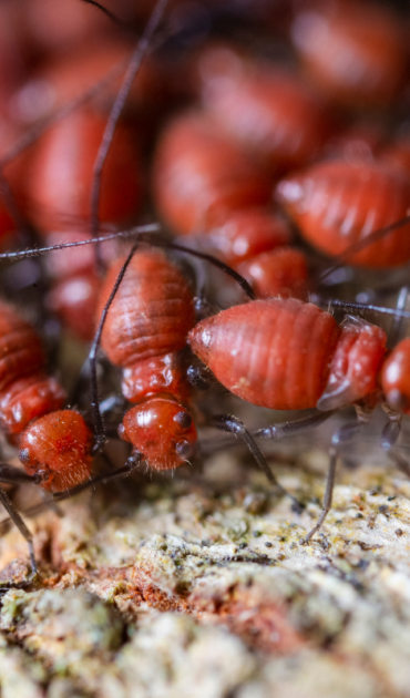 Termite Control