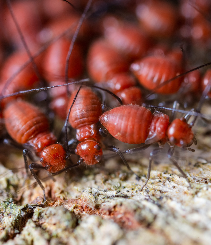 Termite Control