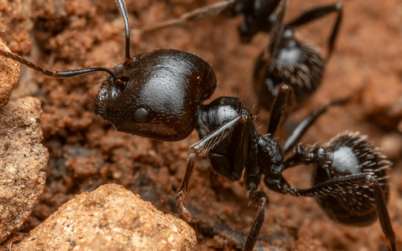 Ant Control