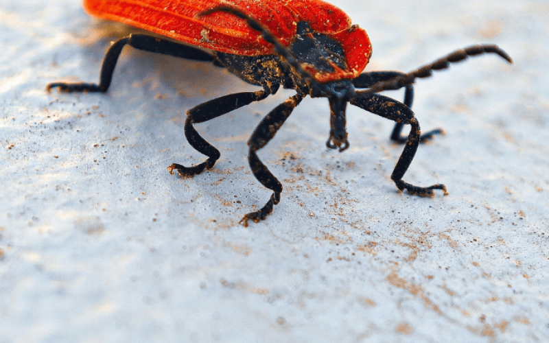 Bed Bug Control