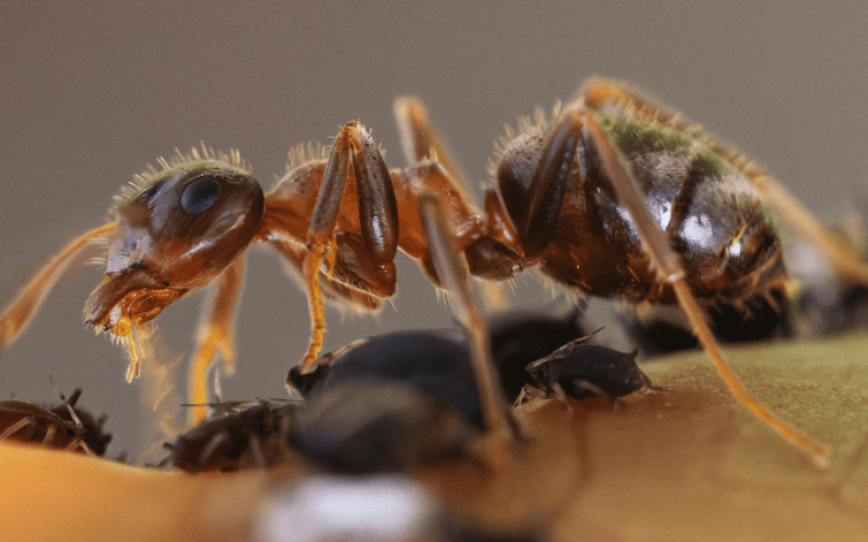 Big Ant Control