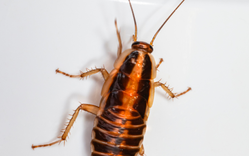 Cockroach Control
