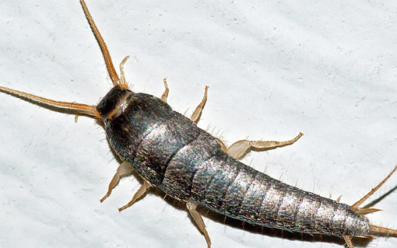 Silverfish Control