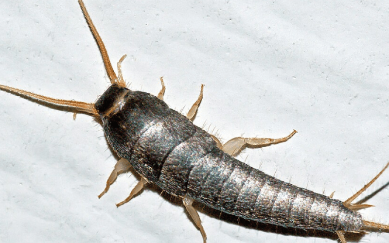 Silverfish Control